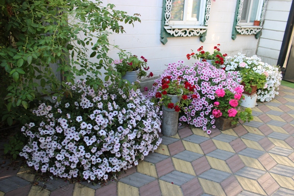 Стародубчане радуют земляков цветочной красотой и фантазией