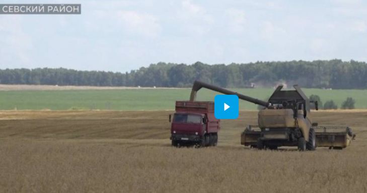 В Севском районе активно идёт уборка урожая