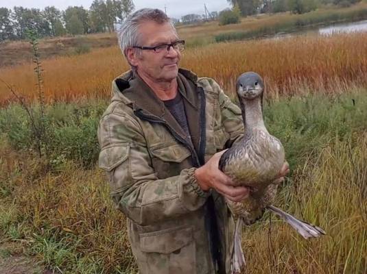 Стародубский фермер Сергей Мамеев выходил редкую птицу —  чернозобую гагару