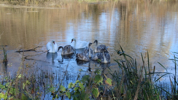 На стародубском озере обитает лебединое семейство