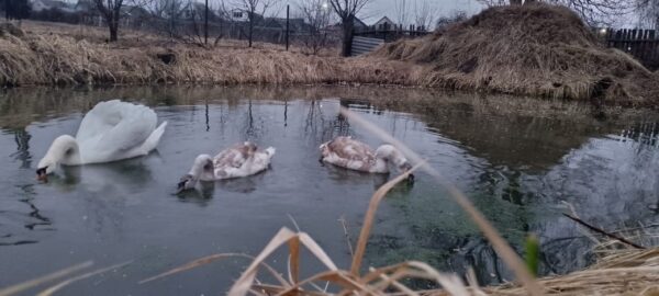 Питомцы фермера из Стародуба Сергея Мамеева чувствуют себя превосходно