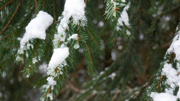 В зимний период Брянск от снега будут чистить 125 единиц спецтехники