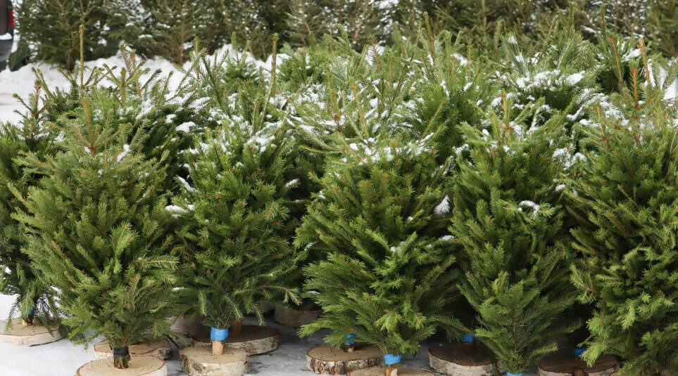 Сотрудники МО МВД России «Стародубский» проводят предновогодние проверки