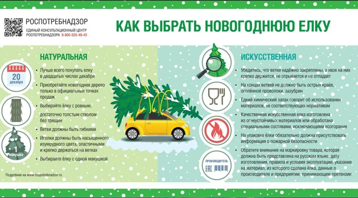 Стародубчанам дали рекомендации по правильному выбору новогодней ёлки