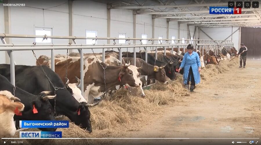 Животноводы Брянской области успешно справляются с сильными морозами