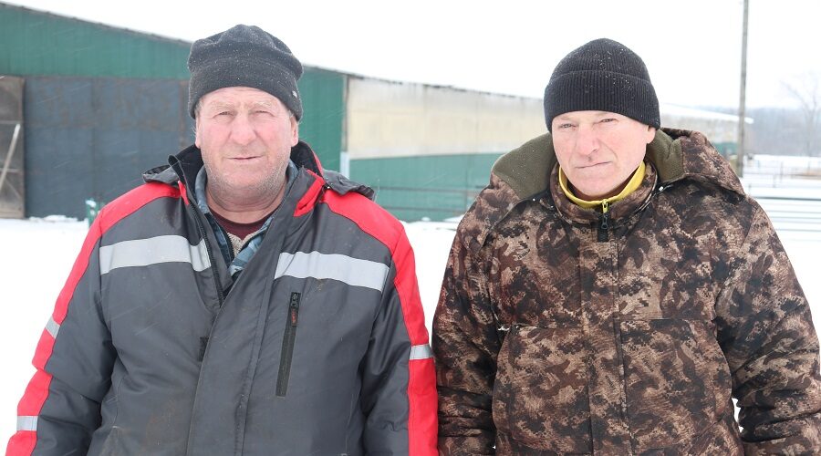 В зимовку скота в отделении «Ярцево» ООО «Меленский Картофель» сохраняют поголовье