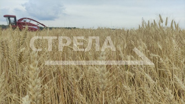 На Брянщине отчитались о заготовке кормов и уборке зерновых