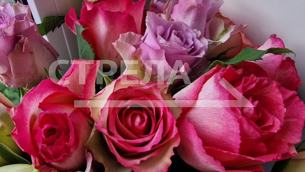 В Овстуге Брянской области работает выставка «Вальс цветов»