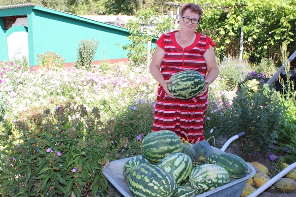 Жительница Стародубского округа вырастила арбуз массой 10 кг 260 г