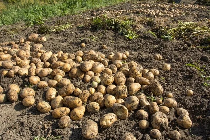 В Стародубском фермерском хозяйстве А. Э. Болдуева убирают картофель
