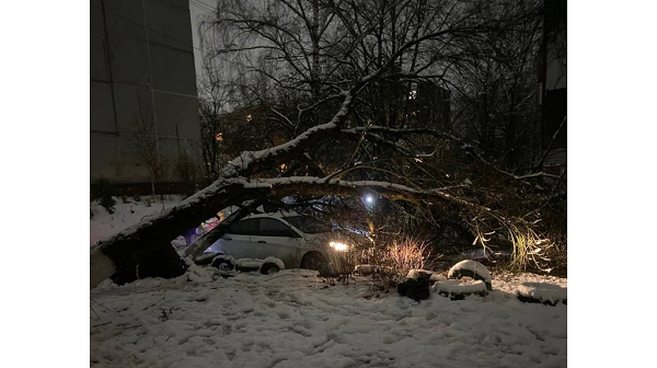 В Брянске спасатели убрали более 20 поваленных деревьев