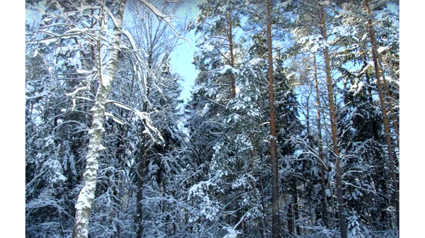 Зоолог заповедника «Брянский лес» Елена Ситникова создаёт свою «Лесную газету»