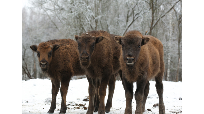 В заповеднике «Брянский лес» сфотографировали «Трёх богатырей»