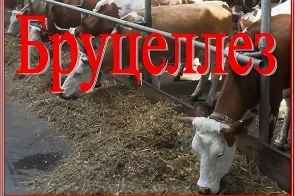 О риске заражения зооантропозными заболеваниями рассказали в Стародубской райветстанции