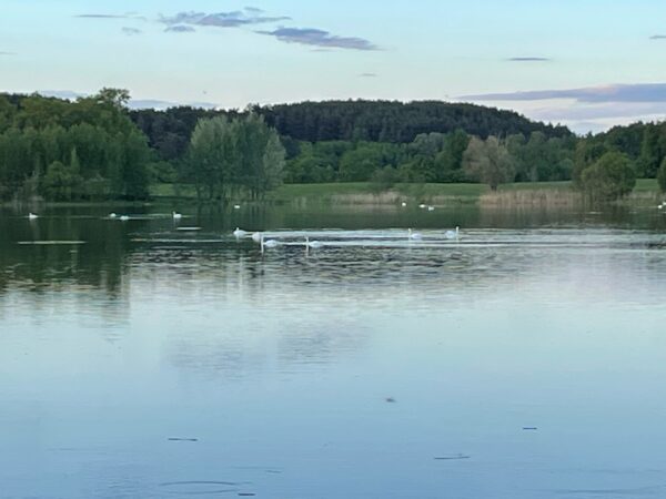 В посёлке Десятуха Стародубского округа большая стая белоснежных лебедей облюбовала местное озеро