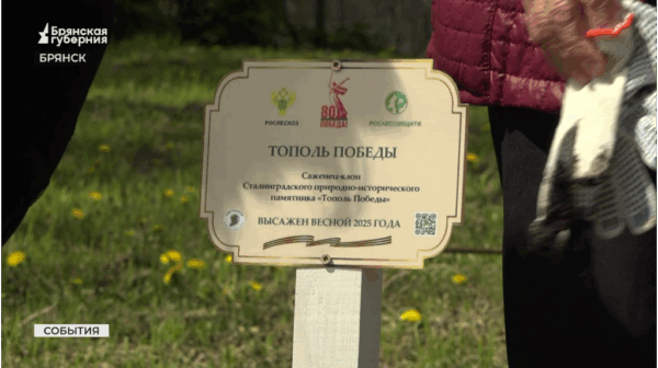 В Брянске высадили саженец-клон «Тополя Победы» из Сталинграда