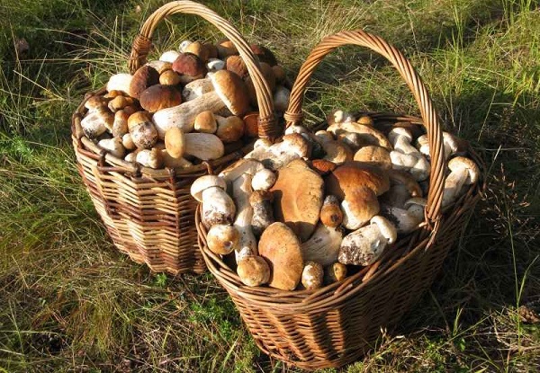 Жителям Стародубского округа напоминают меры профилактики отравления грибами