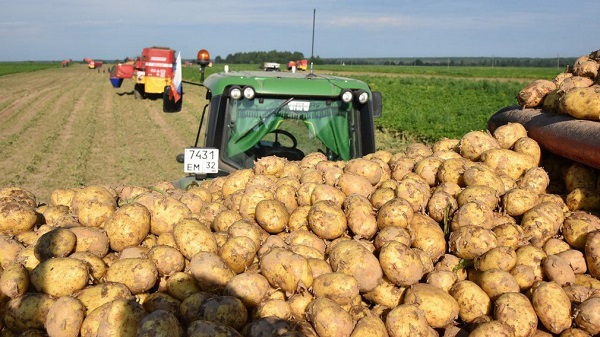 В Брянской области аграрии уберут картофель на площади 34,7 тыс. га