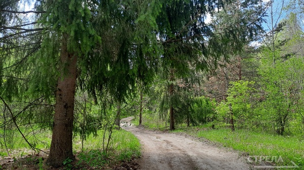 На сохранение брянских лесов в этом году выделят более 390 млн рублей