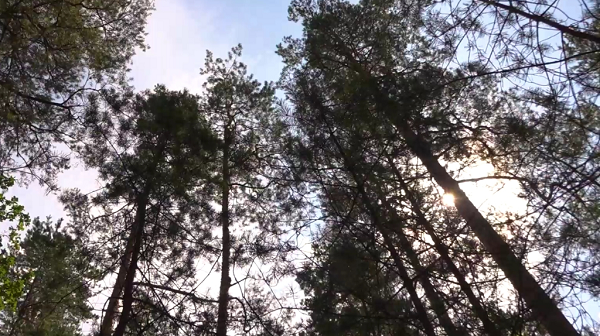 В Стародубском округе завершился пожароопасный период