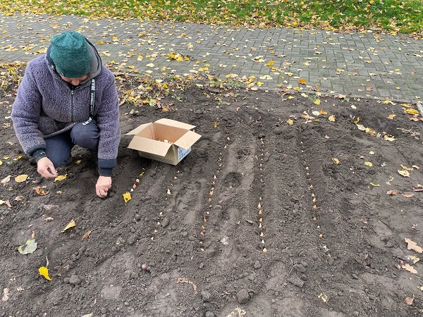 В Стародубе под зиму посадят более 1500 тюльпанов и нарциссов
