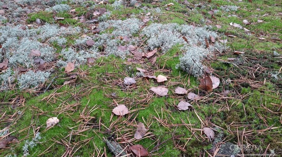 В Брянской области на охрану окружающей среды запланировано более 140 млн. руб.