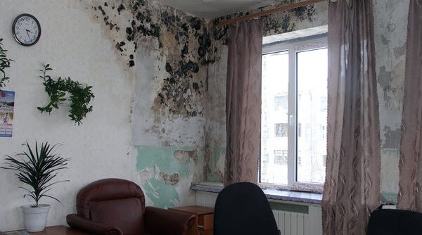 Плесень: чем опасна для человека и как избавиться