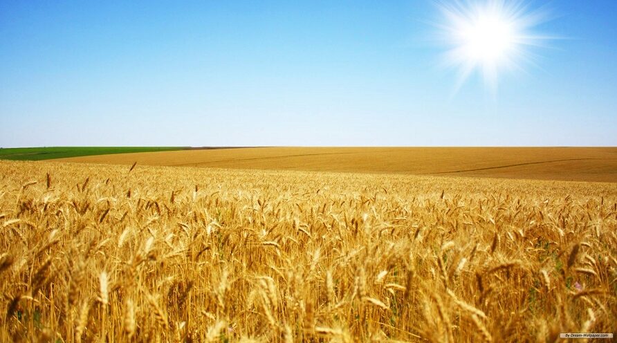 Аграриям Стародубского округа рассказали о сохранении семян