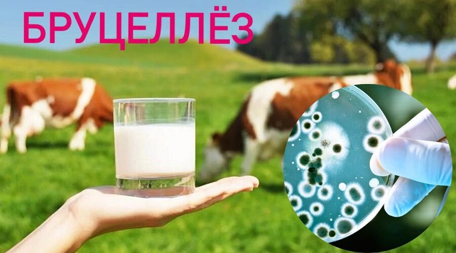 Жителям Стародубского округа рассказали о профилактике бруцеллёза