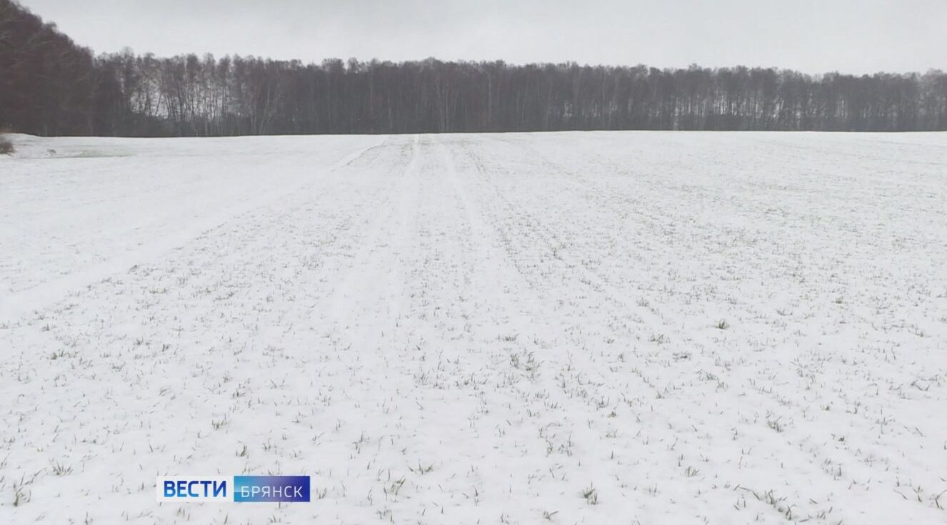 Аграрии Брянской области ожидают большой урожай озимых культур