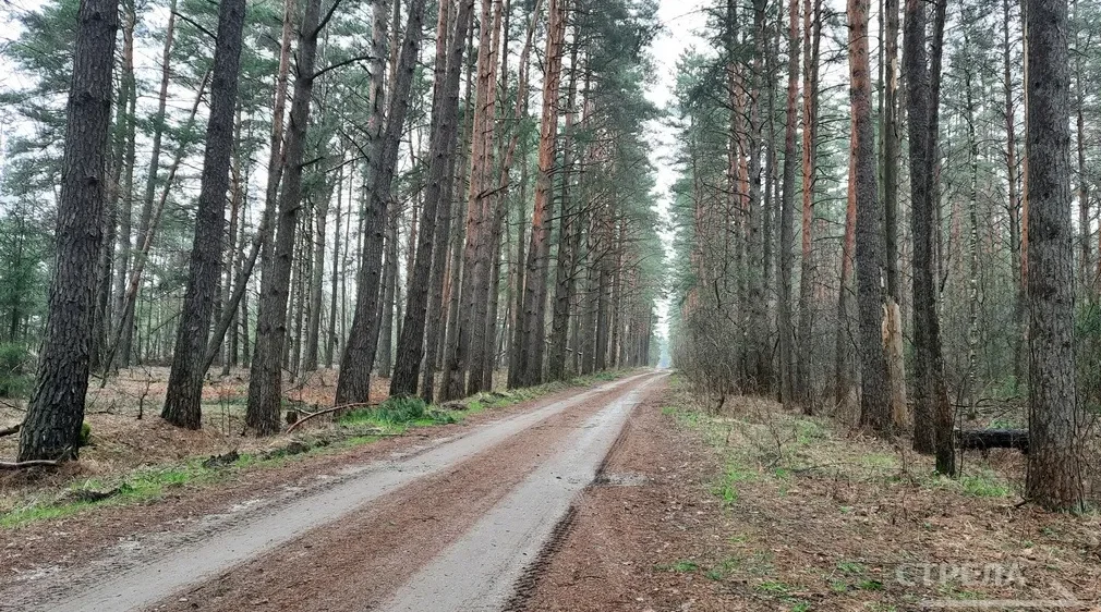 В Брянской области за 4 года восстановлено более 18000 гектаров леса