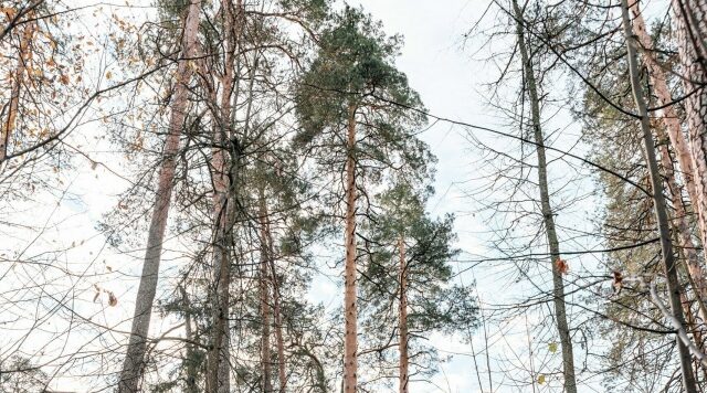 Жителей Брянщины приглашают проголосовать в конкурсе «Российское дерево года – 2026»