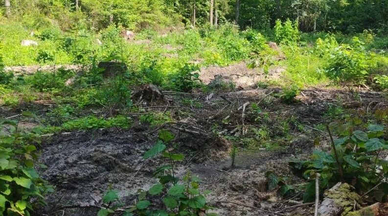 На Брянщине особое внимание уделяют лесовосстановлению