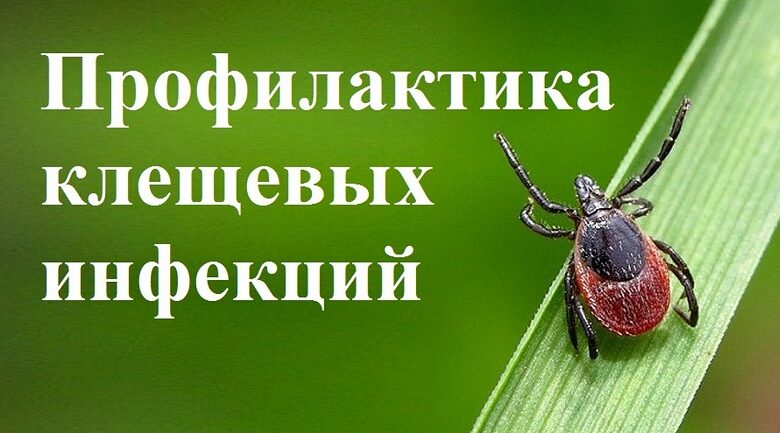 Жителям Стародубского округа рассказали о профилактике клещевых инфекций